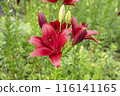 紅百合花動態 116141165