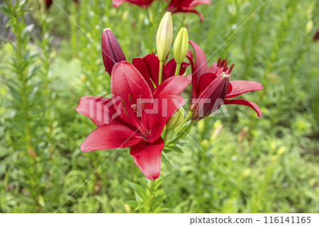紅百合花動態 紅百合花動態 116141165