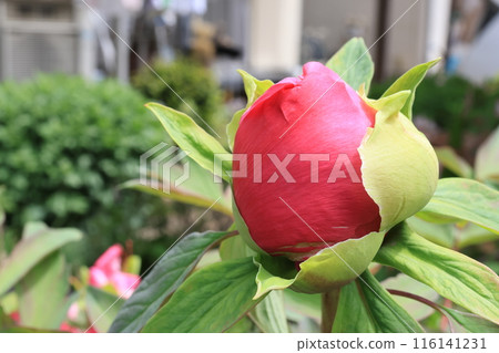 Close-up of a red peony bud 116141231