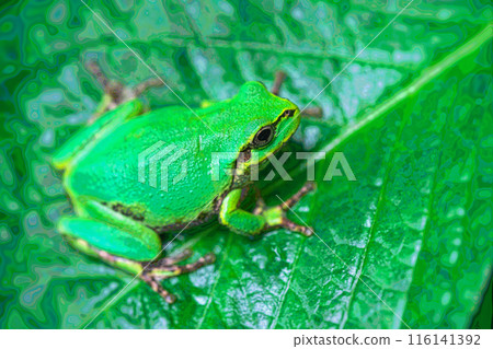 在葉子的雨蛙 在葉子的雨蛙 116141392