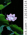 Lotus flower on black background 116141414