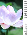 Lotus flower close-up 116141415