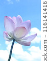 Lotus flower on sky background 116141416