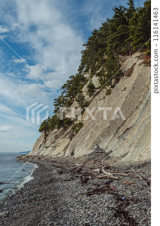 A rocky coastline with a steep cliff overgrown with pine trees leading to a pebble-strewn beach. The sky is partly clouded and the ocean is calm. Tree trunks and rubbish are scattered on wild beach. A rocky coastline with a steep cliff overgrown with pine trees leading to a pebble-strewn beach. The sky is partly clouded and the ocean is calm. Tree trunks and rubbish are scattered on wild beach. 116141463
