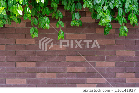 Ivy brick wall texture background. Old brick blocks wall and green creeper, ancient bricks fence, retro stonewall Ivy brick wall texture background. Old brick blocks wall and green creeper, ancient bricks fence, retro stonewall 116141927