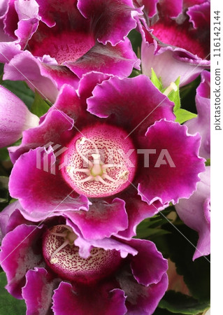 Colorful Gloxinia flower in blossom Colorful Gloxinia flower in blossom 116142144