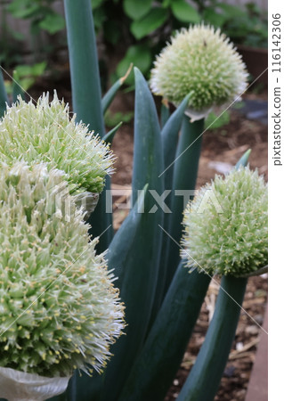 Close-up shot of green onion shaved 116142306