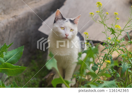 Funny black and white cat sitting among the grass and looking around in the garden. Walking Pets in Nature Funny black and white cat sitting among the grass and looking around in the garden. Walking Pets in Nature 116142365
