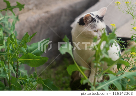 Funny black and white cat sitting among the grass and looking around in the garden. Walking Pets in Nature Funny black and white cat sitting among the grass and looking around in the garden. Walking Pets in Nature 116142368