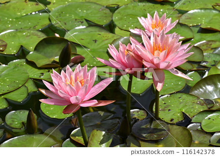 Water lily Water lily 116142378