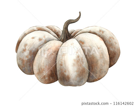 White pumpkin in realistic mystical style. Hand drawn watercolor botanical illustration. Suitable for design, cards or posters of autumn holidays, Thanksgiving, Halloween, for alchemy, witchcraft 116142602