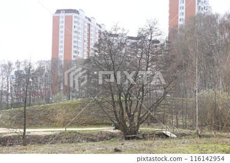 Landscape park in the Moscow region, flowering tree branches, spring April 2022. Landscape park in the Moscow region, flowering tree branches, spring April 2022. 116142954