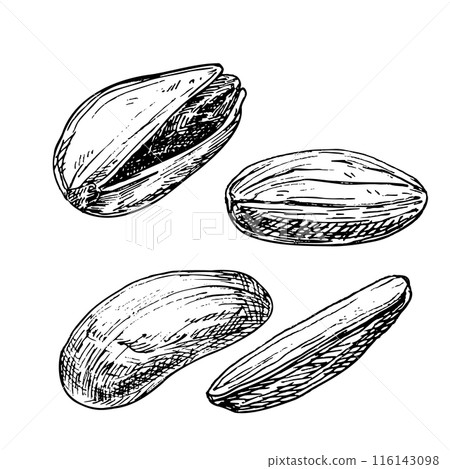 Pistachio nut graphic vector illustration set. Botanical drawing sketch stylized. Isolated. Hand drawn, suitable for food packaging design Pistachio nut graphic vector illustration set. Botanical drawing sketch stylized. Isolated. Hand drawn, suitable for food packaging design 116143098