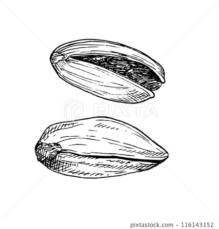 Pistachio nut graphic vector illustration set. Botanical drawing sketch stylized. Isolated. Hand drawn, suitable for food packaging design Pistachio nut graphic vector illustration set. Botanical drawing sketch stylized. Isolated. Hand drawn, suitable for food packaging design 116143152