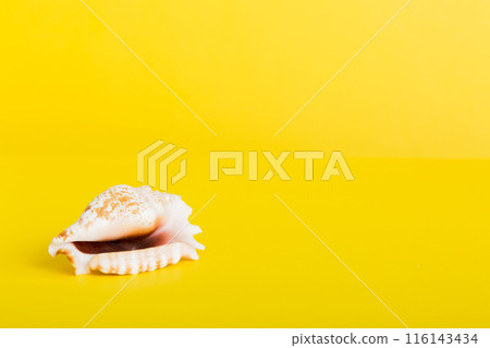 Summer time concept with sea shells or starfish on a table background with copy space for text Summer time concept with sea shells or starfish on a table background with copy space for text 116143434