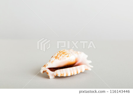 Summer time concept with sea shells or starfish on a table background with copy space for text Summer time concept with sea shells or starfish on a table background with copy space for text 116143446