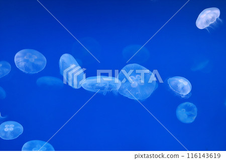 月亮水母 月亮水母 116143619