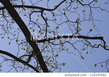 Eastern black walnut Eastern black walnut 116143882