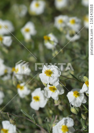 Common rockrose 116143888