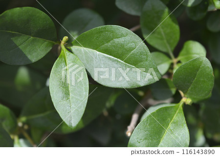 Oval-leaved privet Oval-leaved privet 116143890