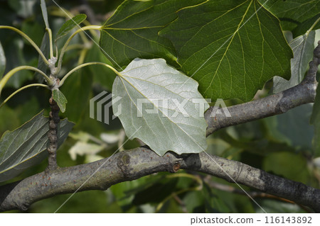 White poplar White poplar 116143892