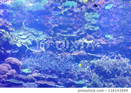 在水族館的熱帶魚 116143894