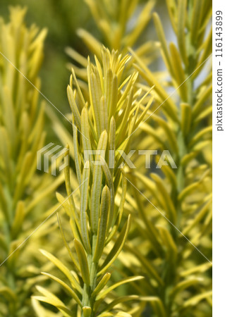 Korean Gold Plum yew 116143899