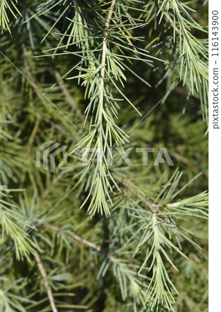 Deodar cedar 116143900
