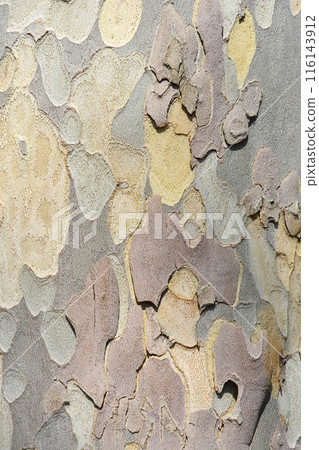 London plane 116143912