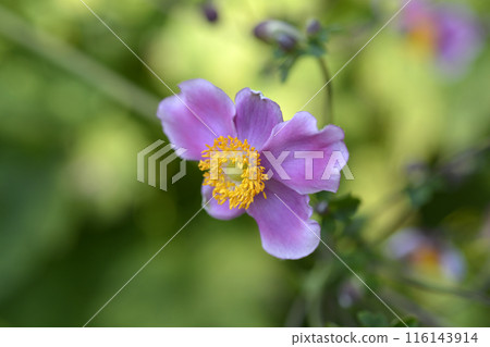 Japanese anemone Prinz Heinrich Japanese anemone Prinz Heinrich 116143914