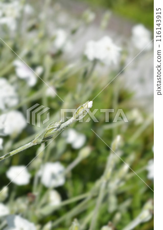 White Rose campion White Rose campion 116143915