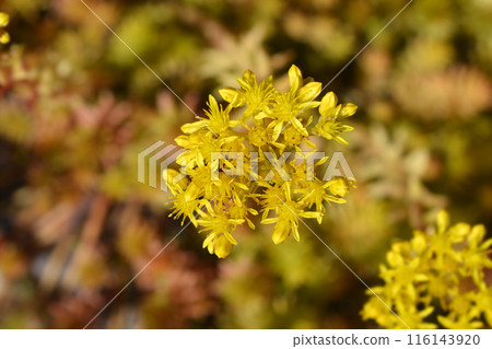 Rock stonecrop Angelina 116143920