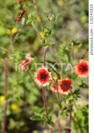 Nepal Cinquefoil 116143929