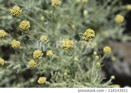 Italian everlasting flowers 116143931
