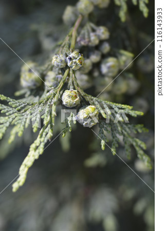Lawsons Cypress Triomf van Boskoop 116143933
