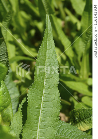Common teasel 116143934