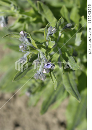 Blue Houndstongue 116143936