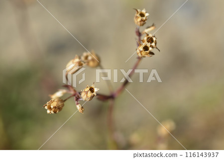 Ragged robin 116143937