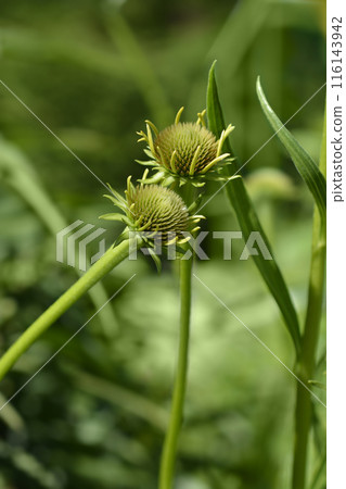 Yellow coneflower 116143942