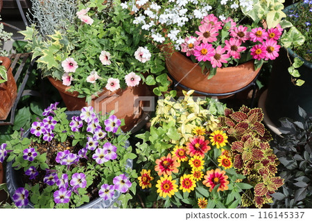 夏季花卉群植&群盆 116145337