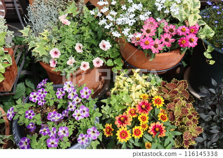 夏季花卉種植及盆栽 116145338