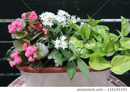 Pentas and begonia planting Pentas and begonia planting 116145343