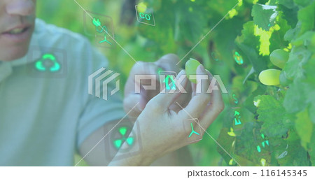 Image of ecology icons over caucasian couple picking grapes Image of ecology icons over caucasian couple picking grapes 116145345