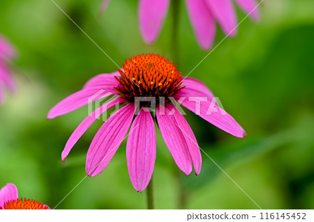 Echinacea 116145452