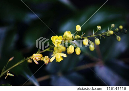 南天冬青花盛開 116145536