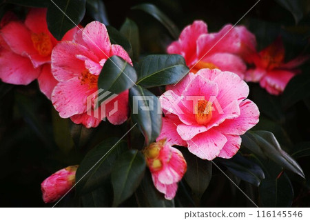 山茶花,紅色花朵,擠壓 山茶花,紅色花朵,擠壓 116145546