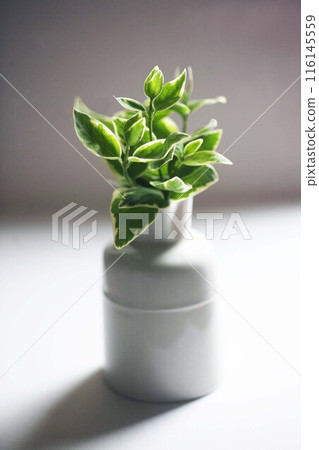 觀賞植物三角榕 116145559
