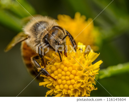 A bee pollinating yellow wild flowers A bee pollinating yellow wild flowers 116145604