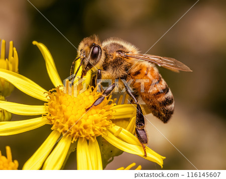 A bee pollinating yellow wild flowers A bee pollinating yellow wild flowers 116145607