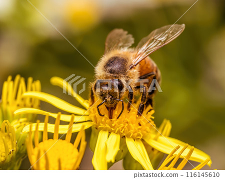 A bee pollinating yellow wild flowers A bee pollinating yellow wild flowers 116145610